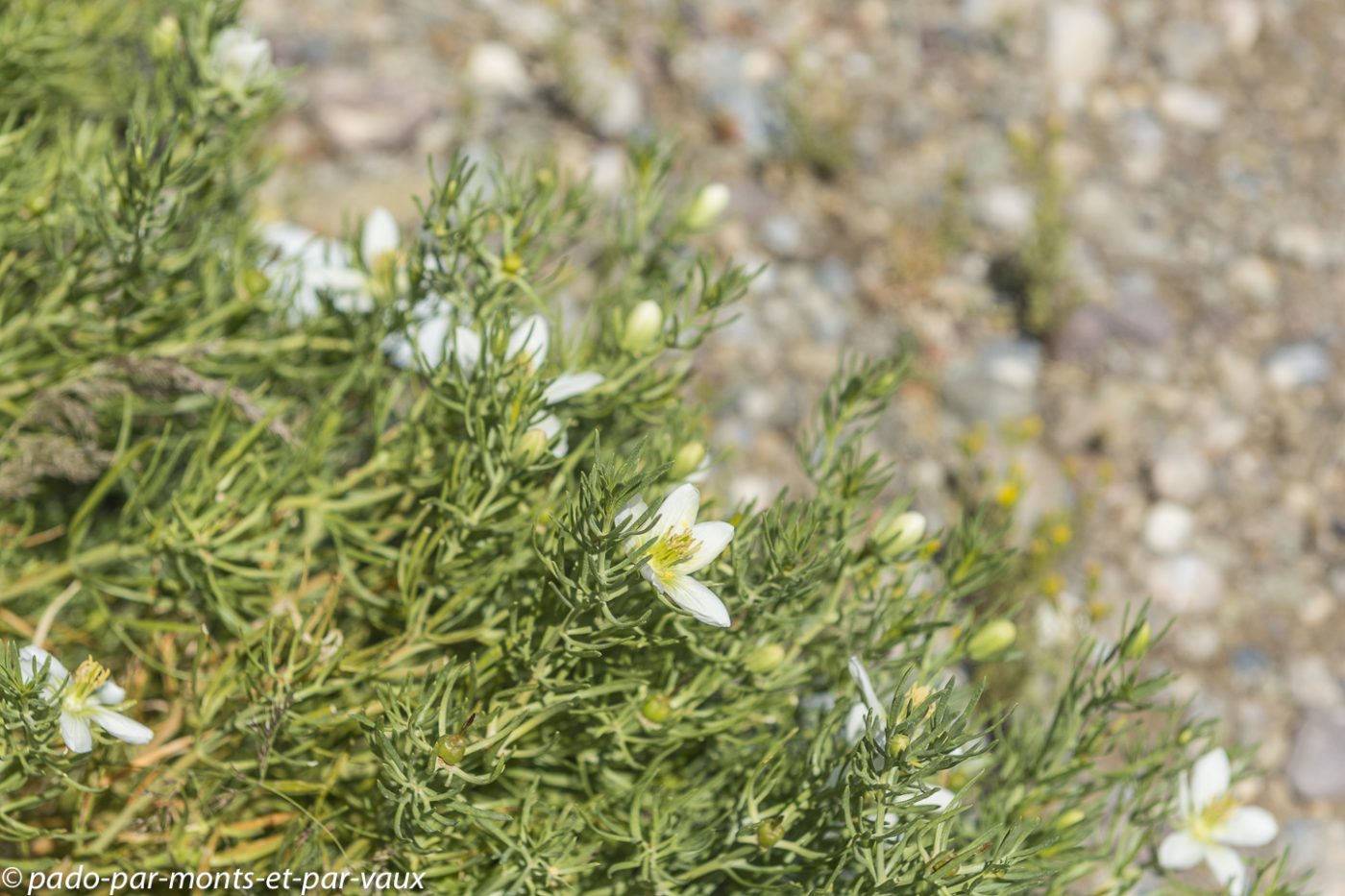 Flore Chine Flore Chine