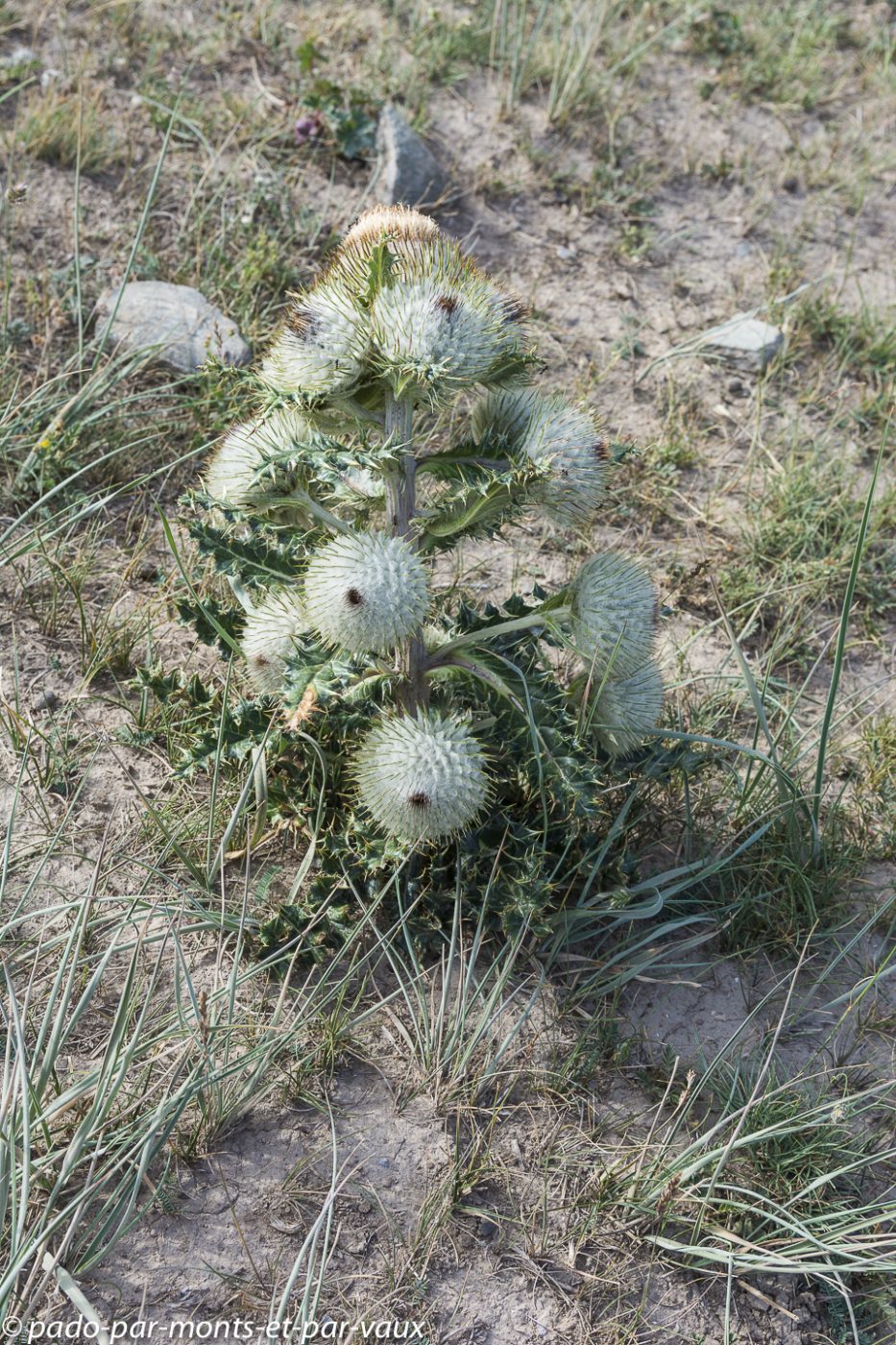 Olgaea nidulans Olgaea nidulans