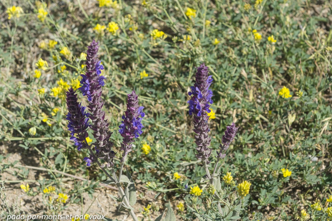 Flore Kirghize Flore Kirghize