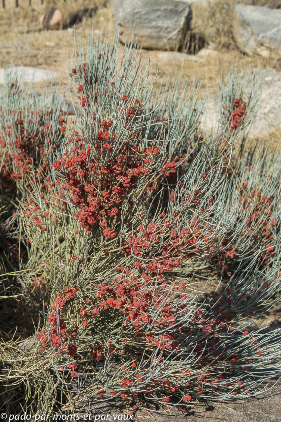 Ephedra Ephedra