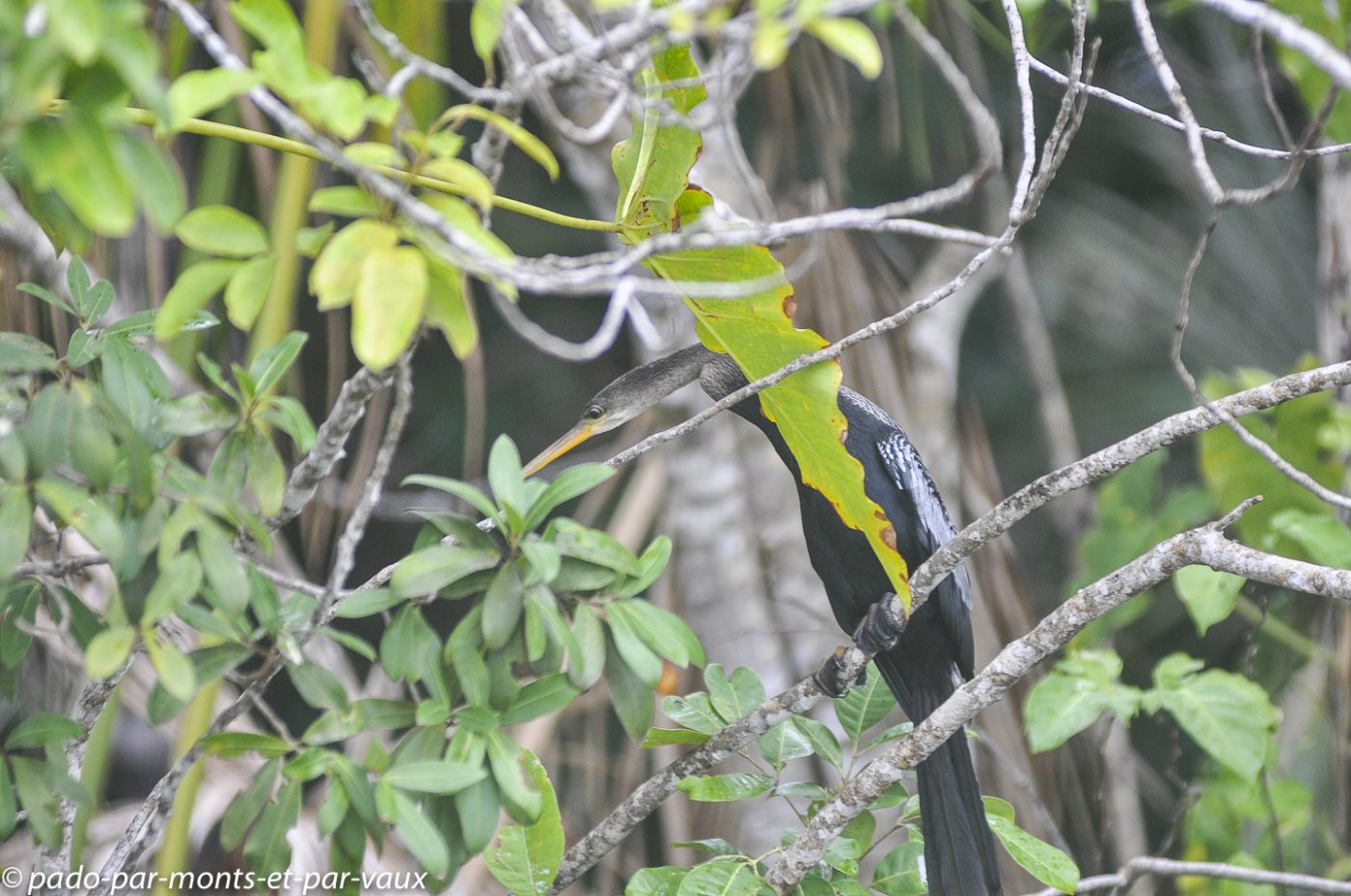 Anhinga