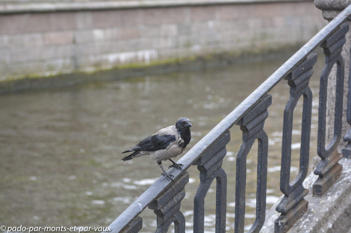 2015 - St Pétersbourg - corneille mantelée 2015 - St Pétersbourg - corneille mantelée