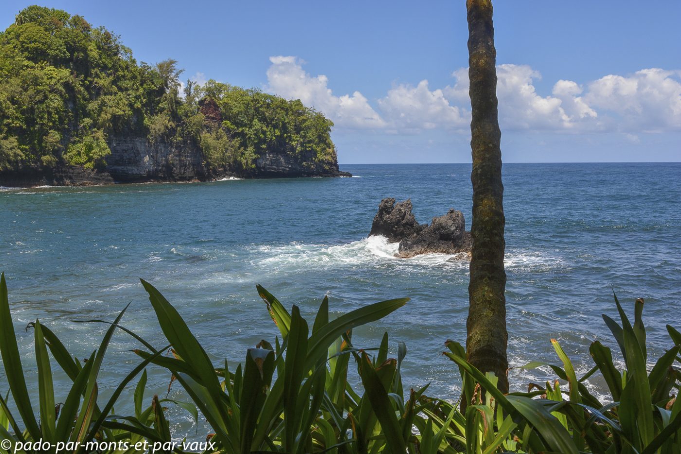 Hawaii tropical botanical garden