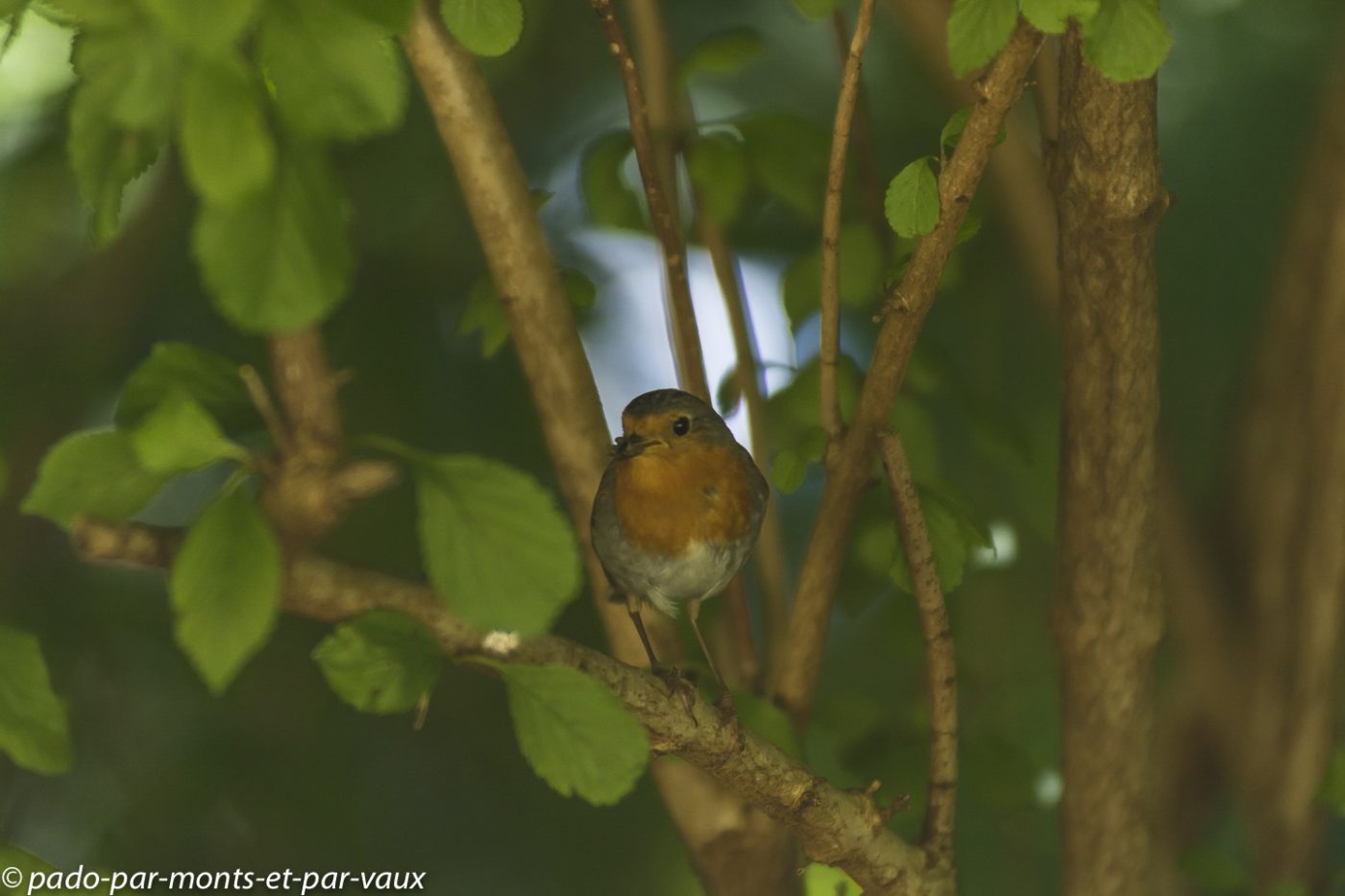 Rouge gorge familier