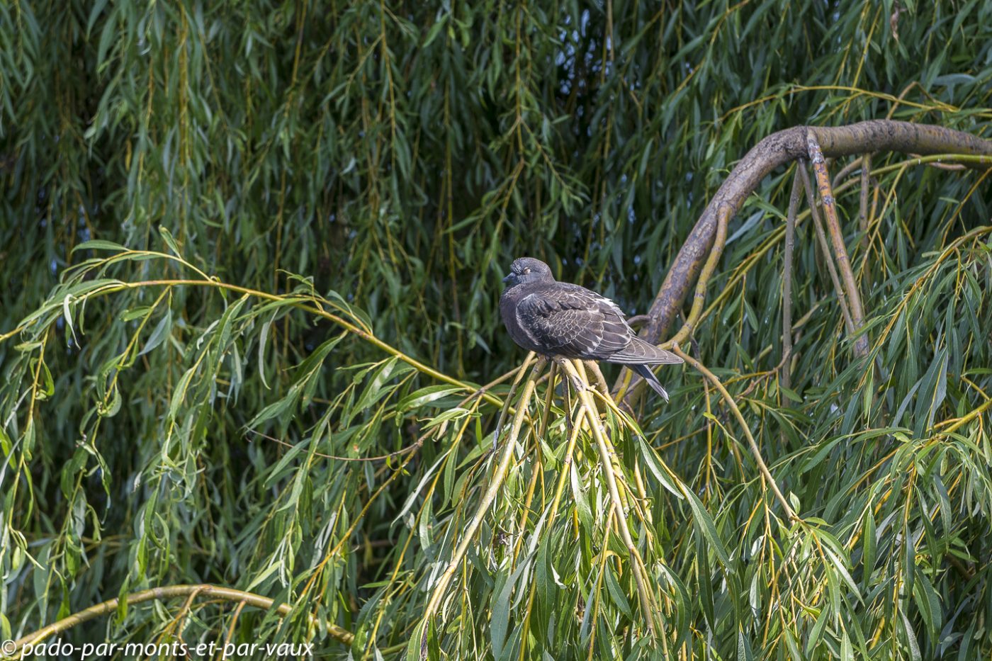 Pigeon colombin