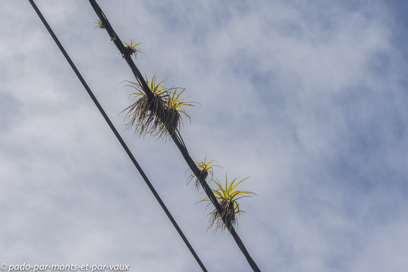 2021- Marie-Galante-Bromeliacees 2021- Marie-Galante- Broméliacées