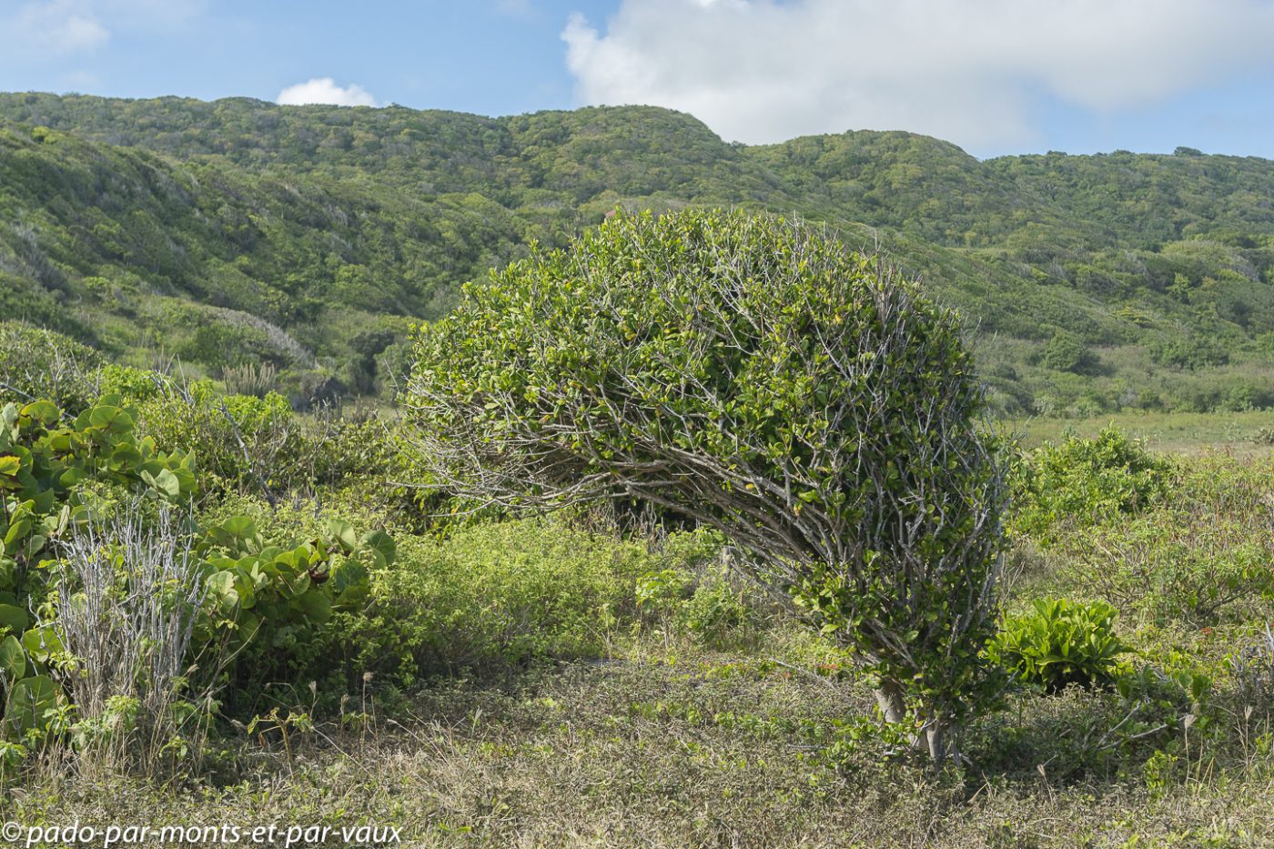 2021- Marie-Galante-Les-Galeries 2021- Marie-Galante-Les-Galeries