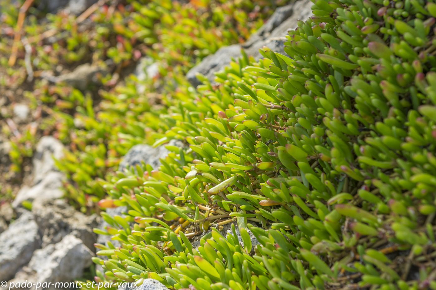 2021- Marie-Galante-Les-Galeries 2021- Marie-Galante-Les-Galeries