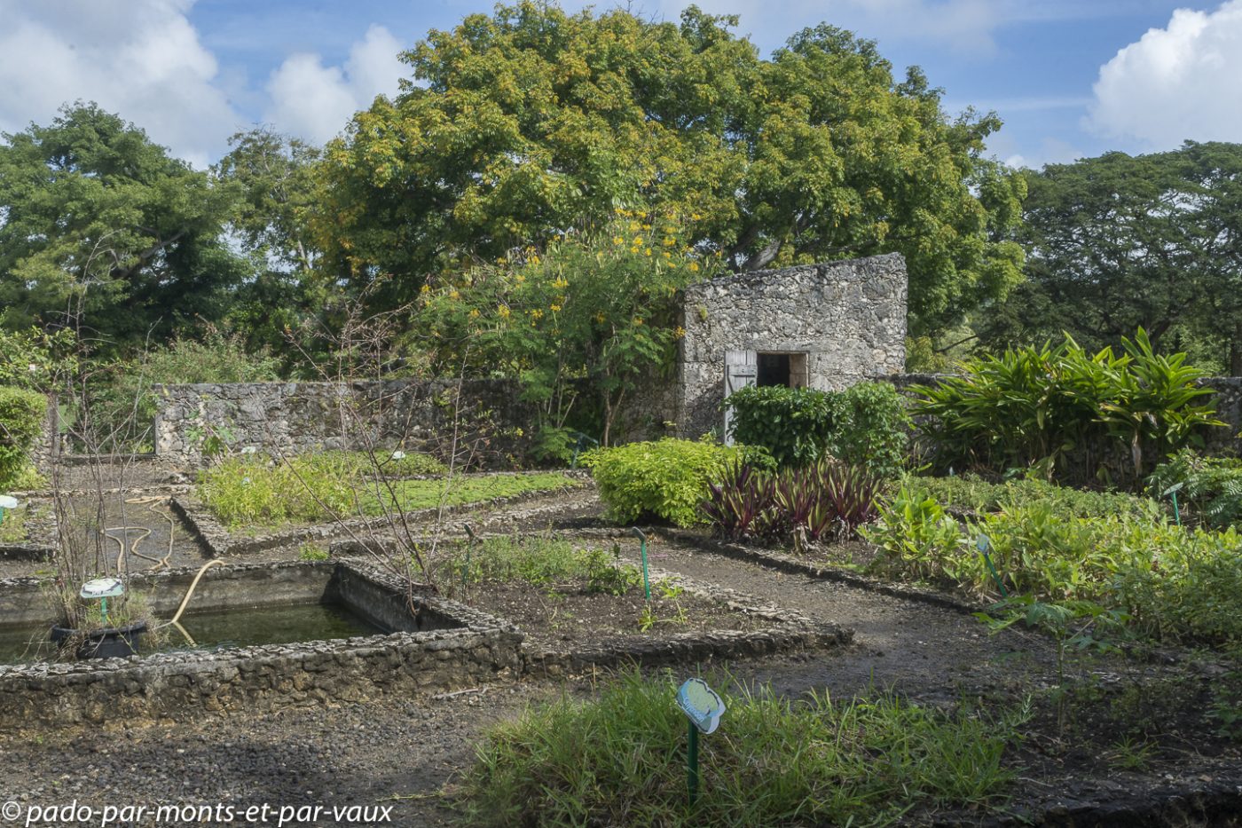 2021- Jardin de plantes médicinales 2021- Jardin de plantes médicinales