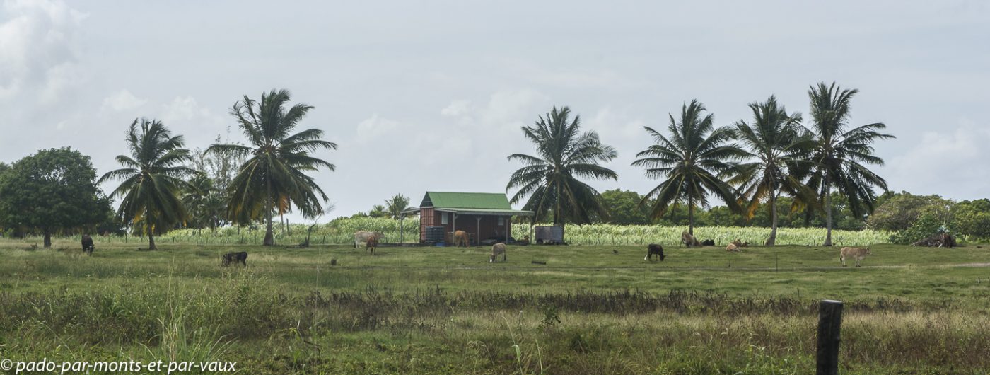 2021- Marie-Galante-Grand Bourg 2021- Marie-Galante-Grand Bourg
