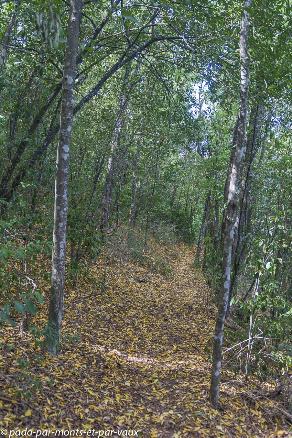 2021- Basse-Terre-Pointe-a-Lezard 2021- Basse-Terre-Pointe à Lézard