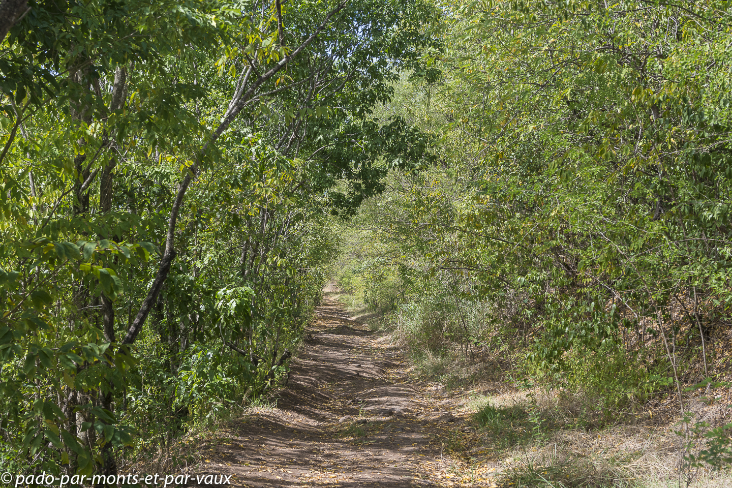2021- Basse-Terre-Pointe-a-Lezard 2021- Basse-Terre-Pointe à Lézard