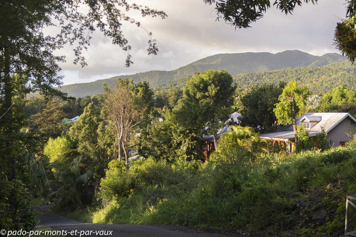 2021- Basse-Terre - hauteurs de Pointe Noire 2021- Basse-Terre - hauteurs de Pointe Noire