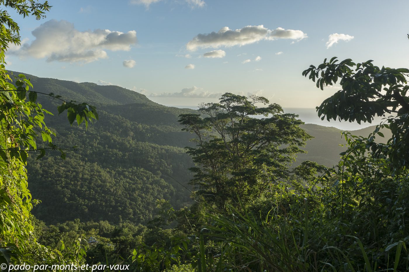 2021- Basse-Terre - hauteurs de Pointe Noire 2021- Basse-Terre - hauteurs de Pointe Noire