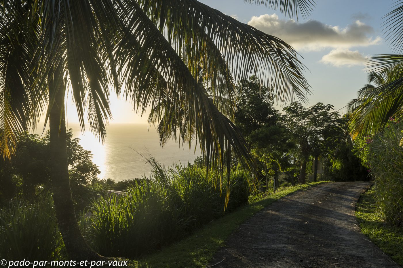 2021- Basse-Terre - hauteurs de Pointe Noire 2021- Basse-Terre - hauteurs de Pointe Noire