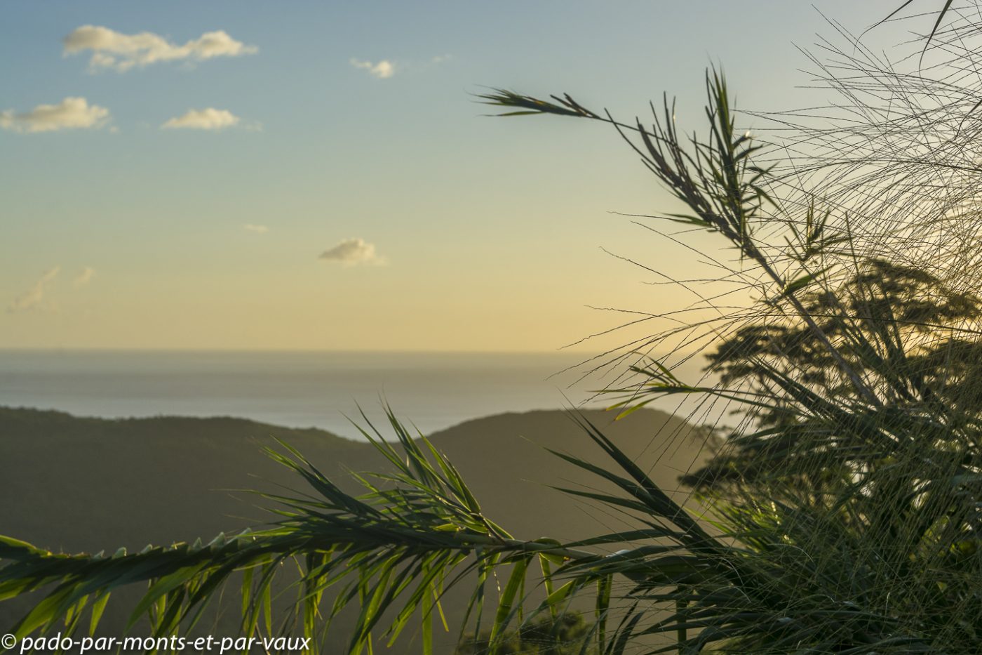 2021- Basse-Terre - hauteurs de Pointe Noire 2021- Basse-Terre - hauteurs de Pointe Noire