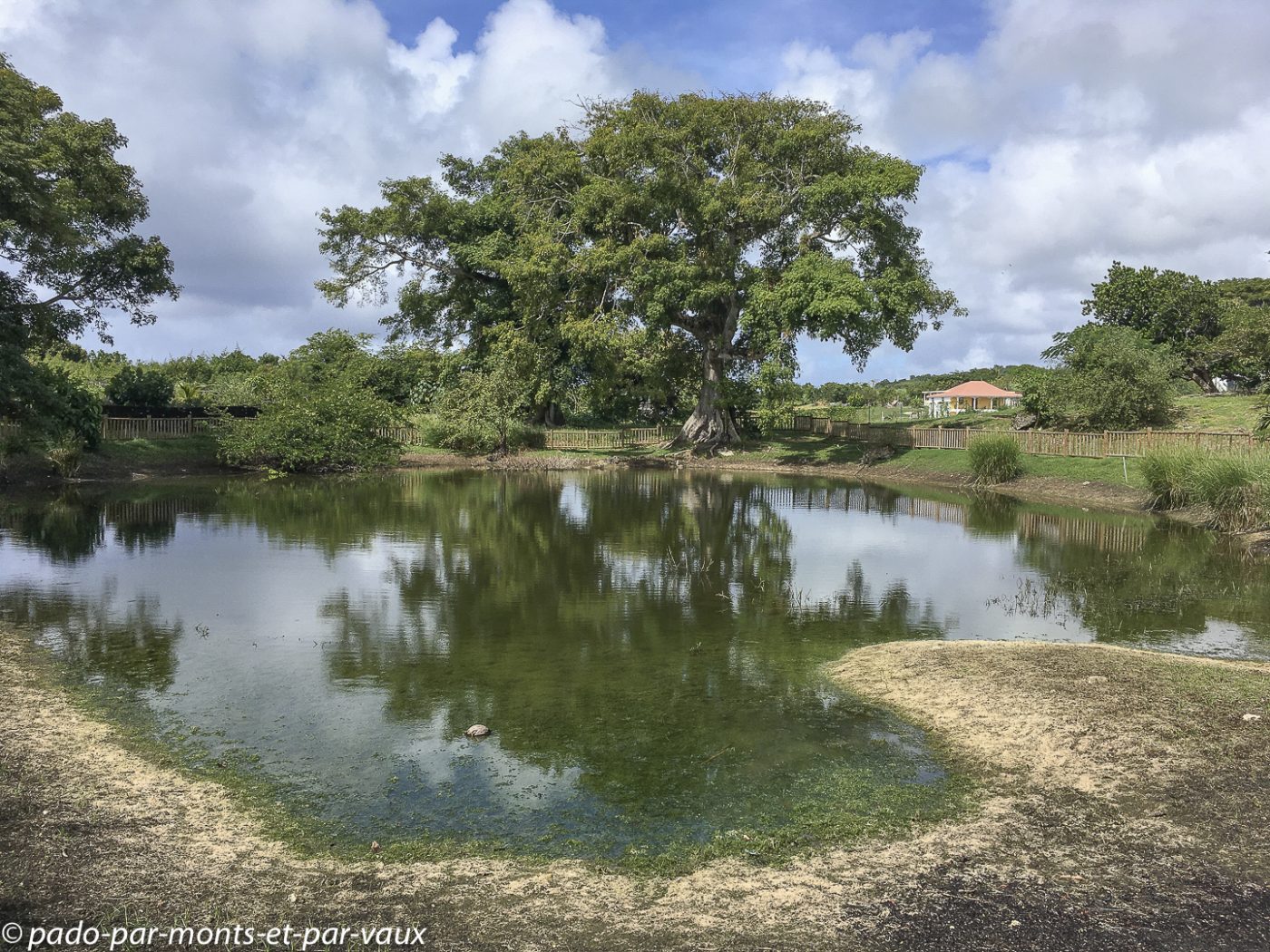 2021-MarieGalante 2021- Marie-Galante-Habitation Murat