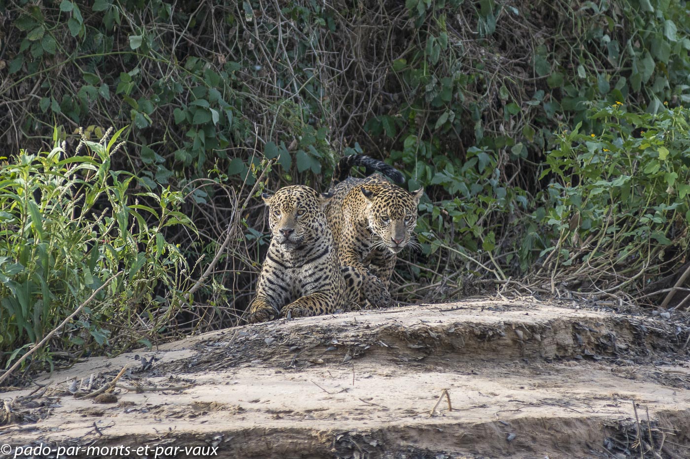 Pantanal-Porto Jofre - Jaguar