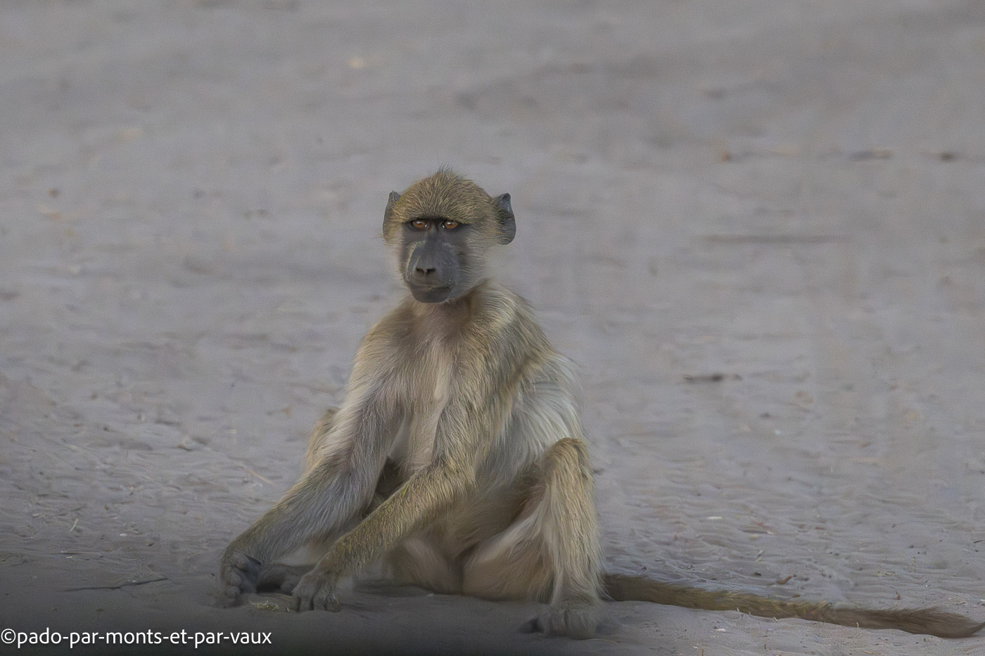 parc Bwabwata parc Bwabwata - babouin