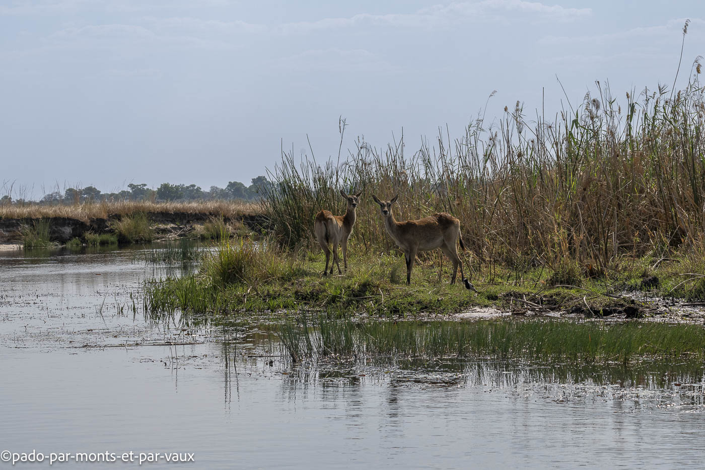 Riviere Kwando Riviere Kwando