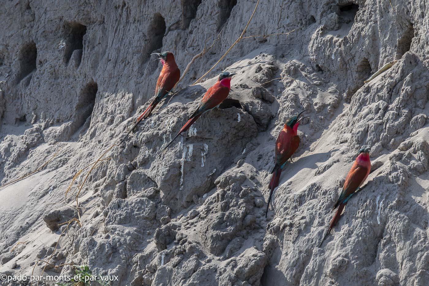 Riviere Kwando - Guêpiers carmin Riviere Kwando - Guêpiers carmin