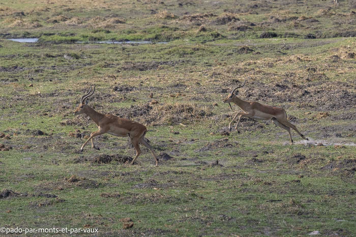 parc Bwabwata-impala parc Bwabwata-impala