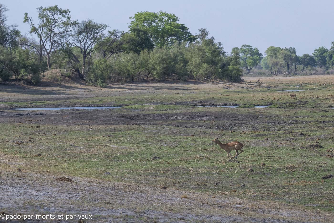 parc Bwabwata-impala parc Bwabwata-impala