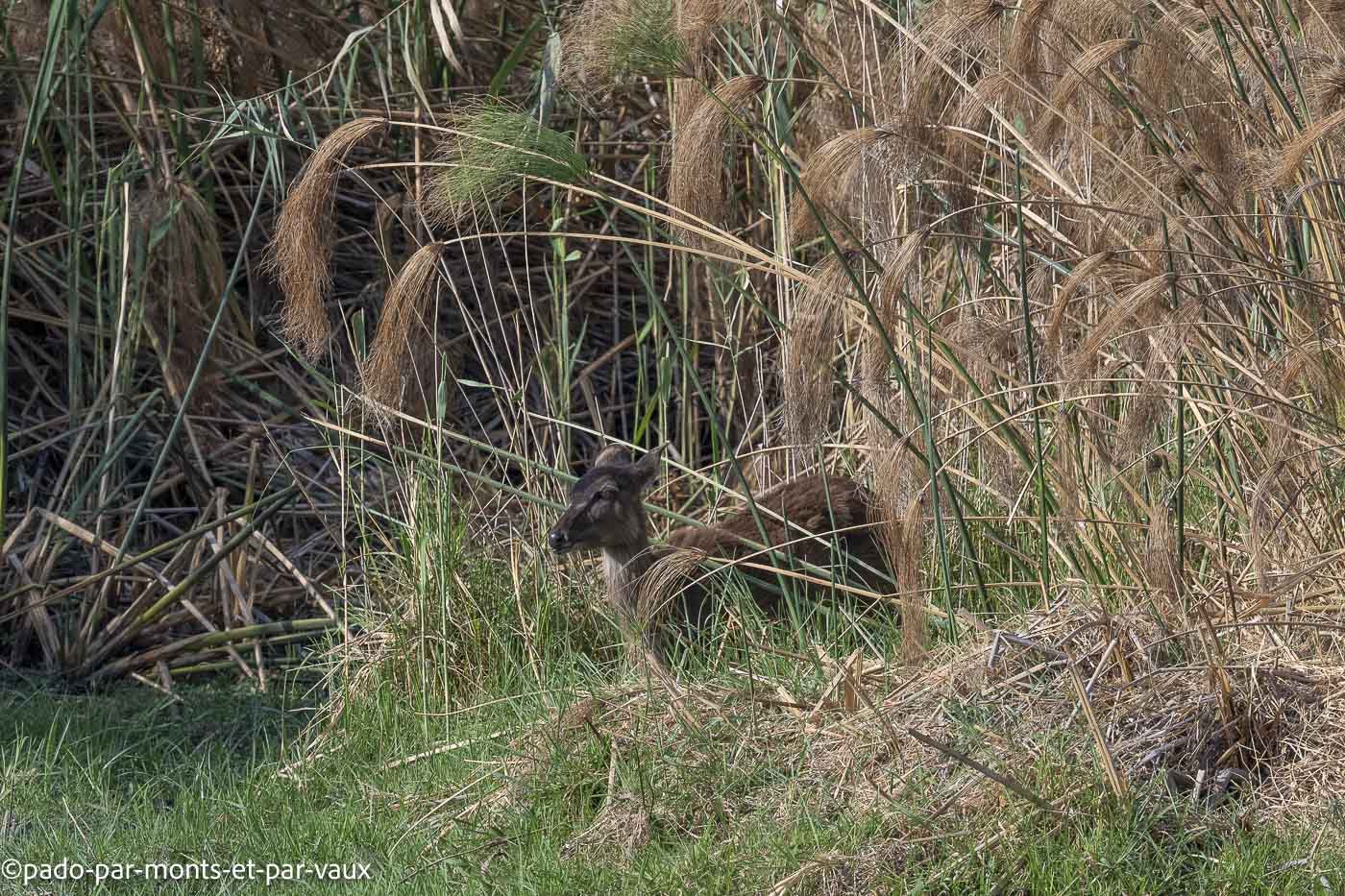 parc Bwabwata-Sitatunga parc Bwabwata-Sitatunga