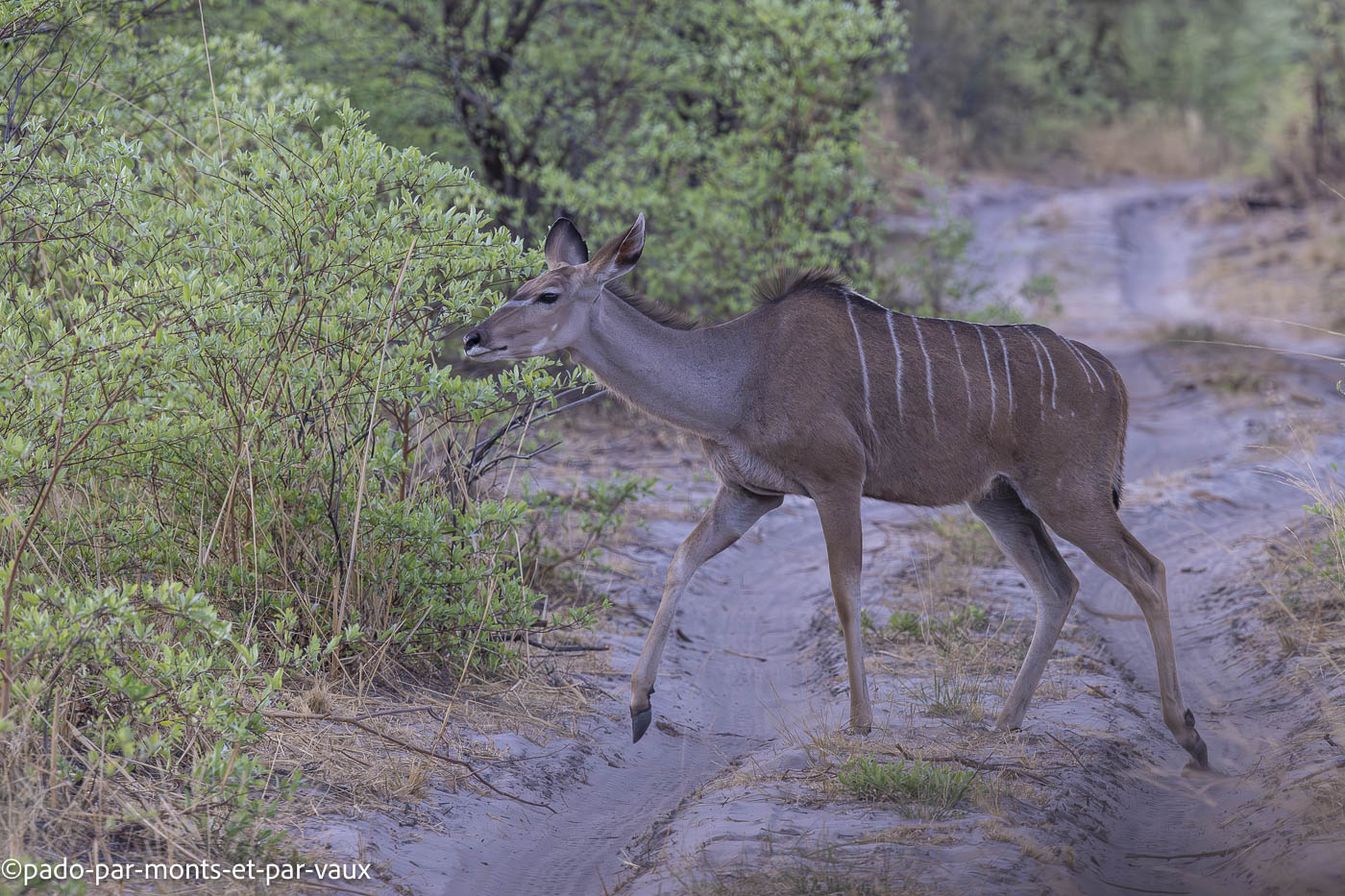 parc Bwabwata-koudou parc Bwabwata-koudou