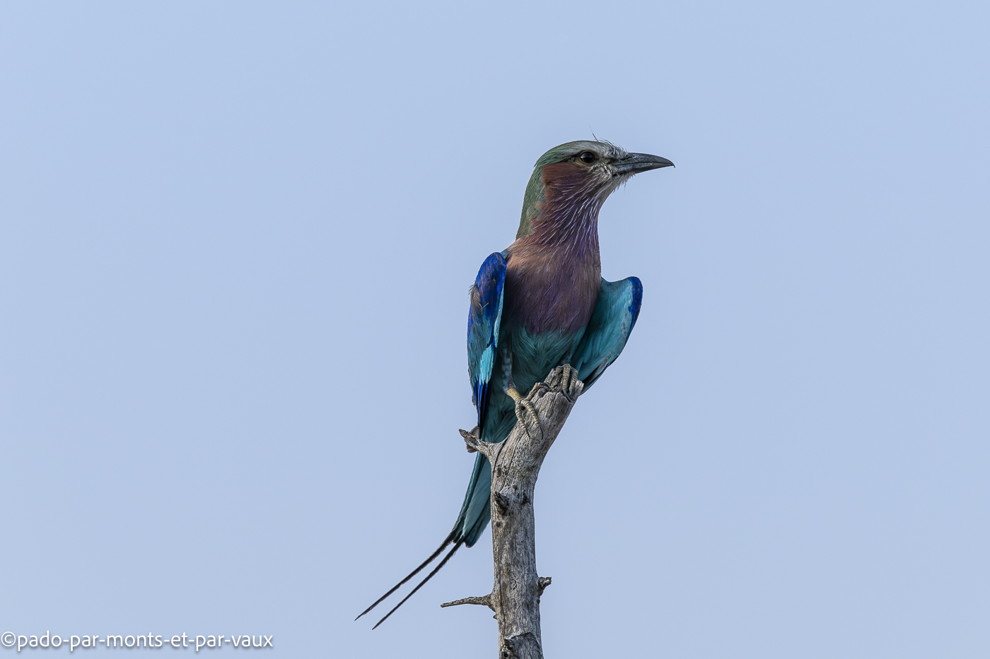 parc Bwabwata - rollier longs brins parc Bwabwata - rollier longs brins