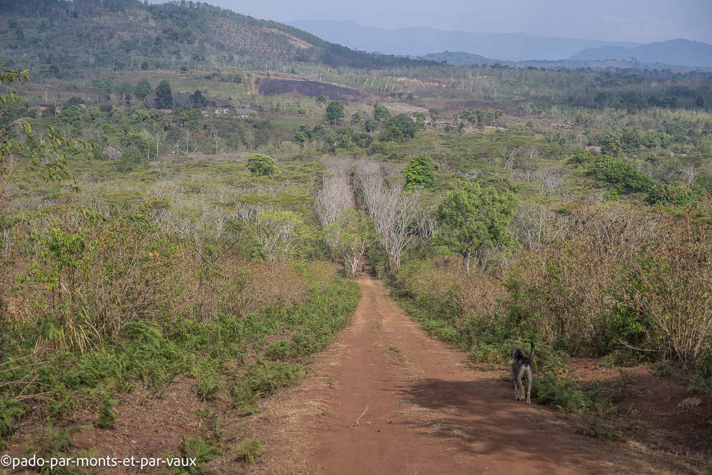 Mystic mountain coffee Mystic mountain coffee