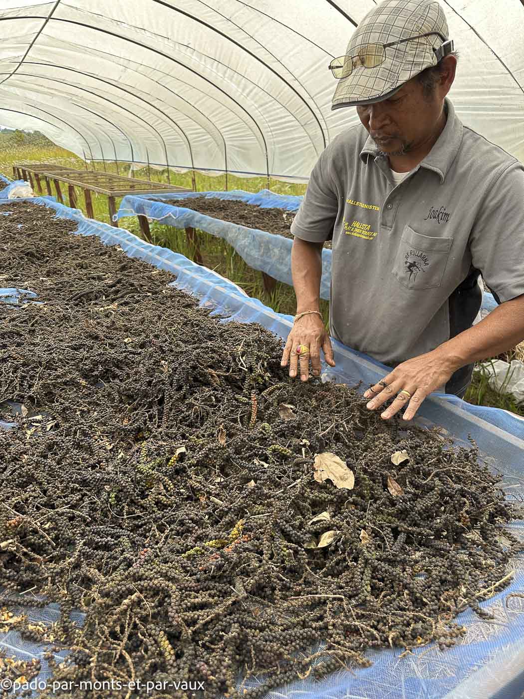 Mystic mountain coffee- poivre Mystic mountain coffee- poivre