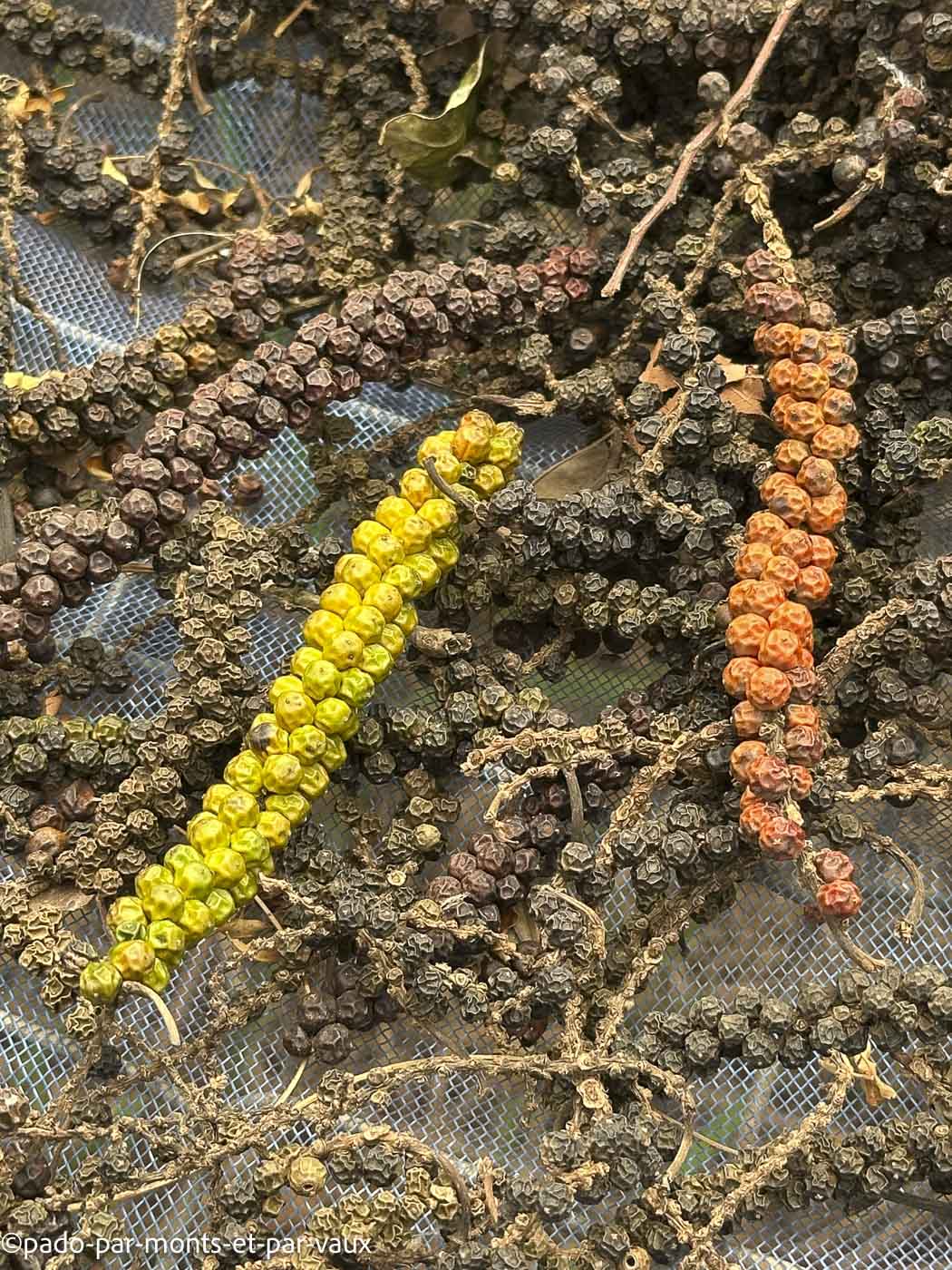 Mystic mountain coffee- poivre Mystic mountain coffee- poivre