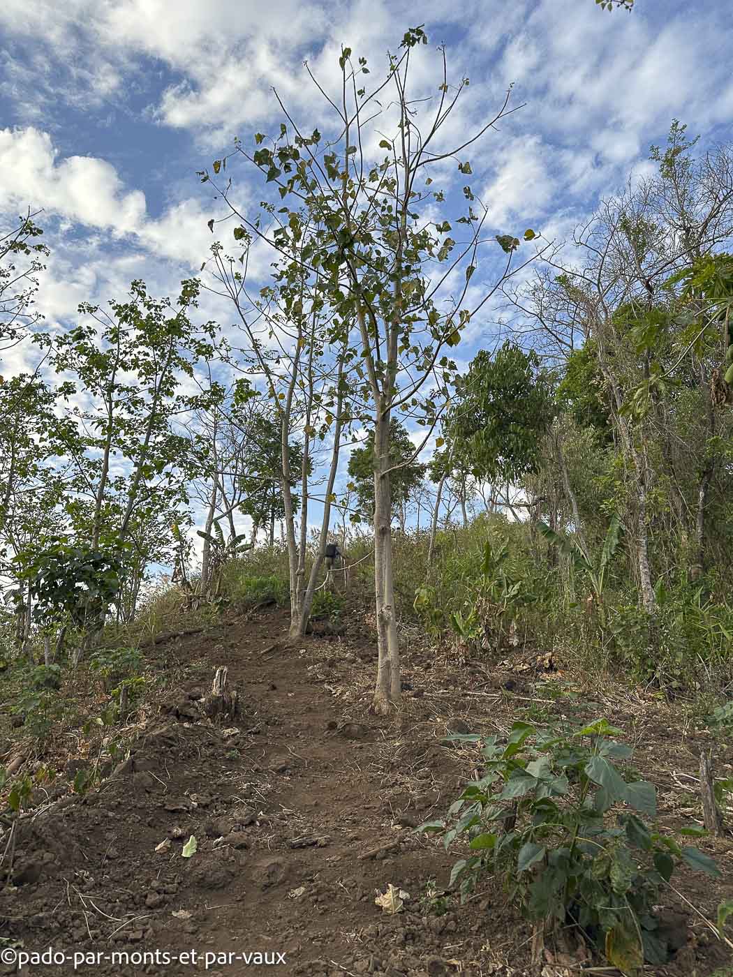 Mystic mountain coffee Mystic mountain coffee