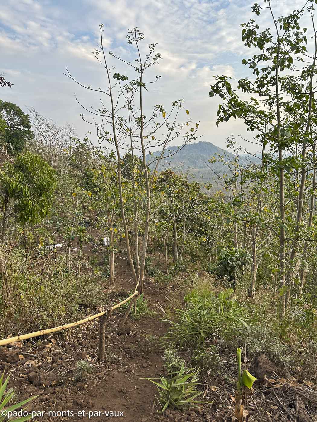 Mystic mountain coffee Mystic mountain coffee