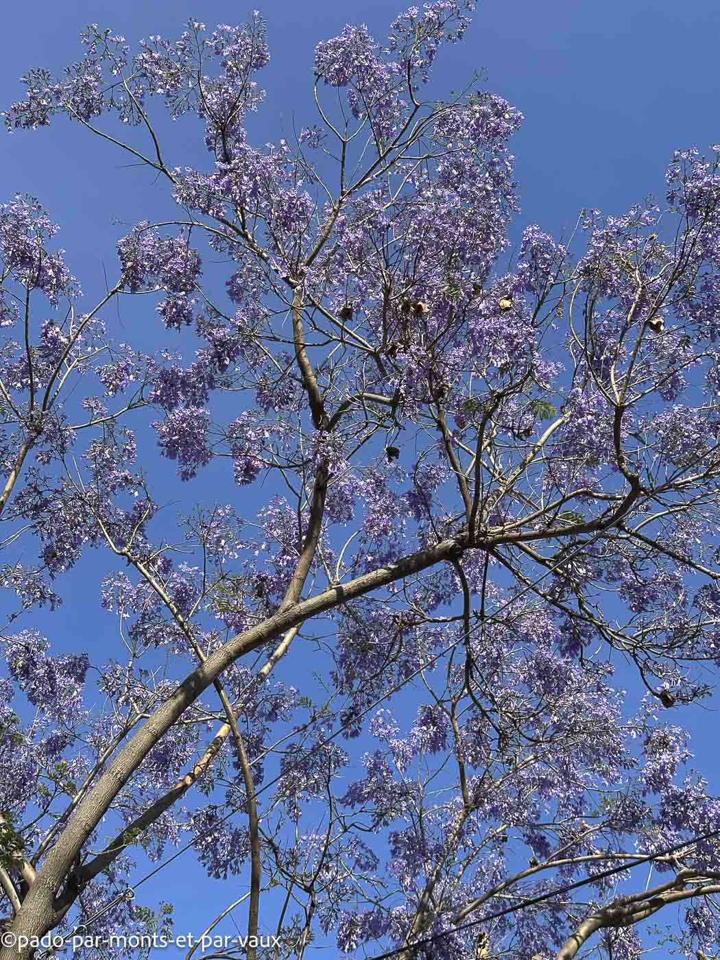 Funchal-jacaranda Funchal