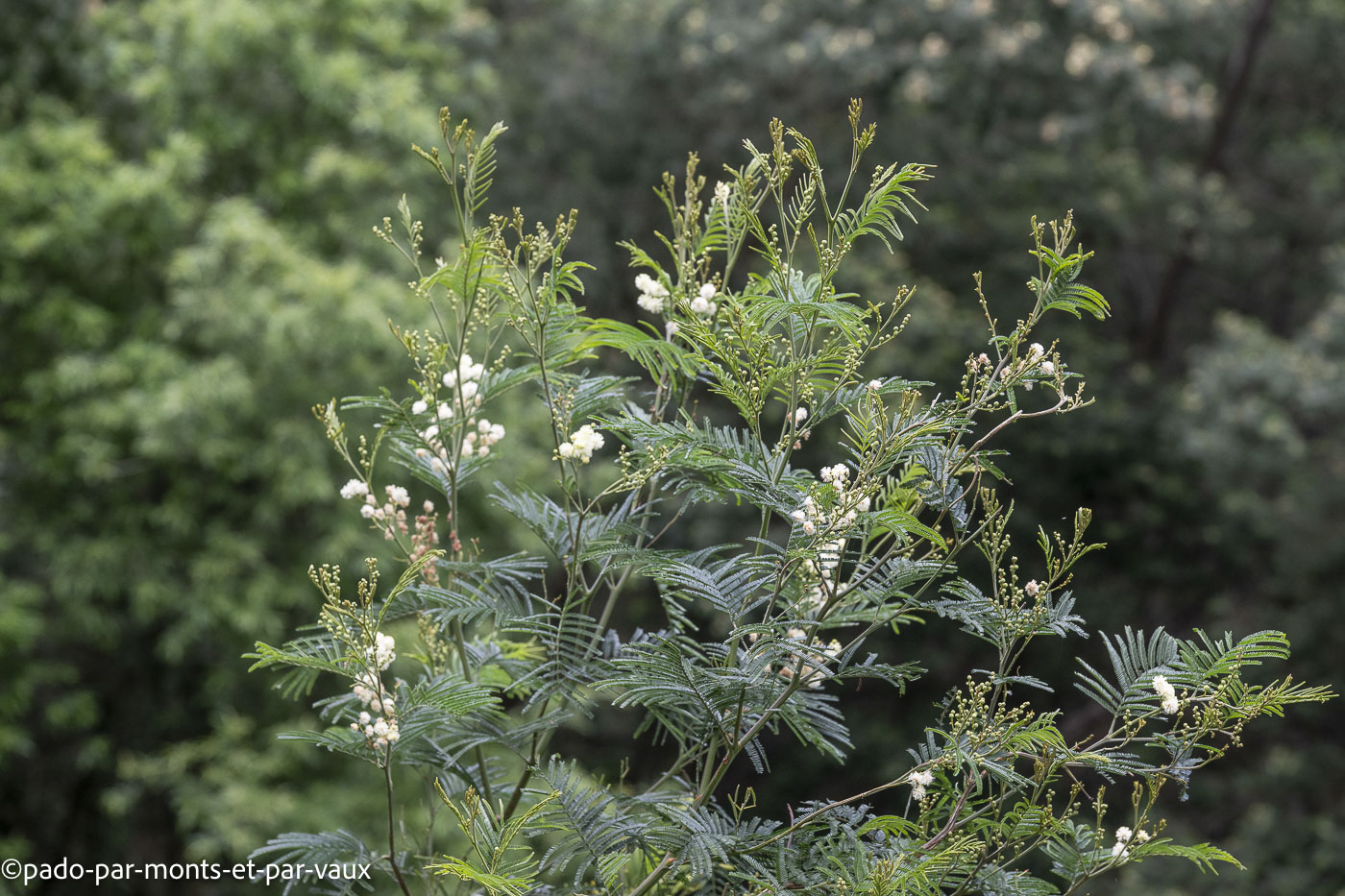 Mimosa argenté Mimosa argenté