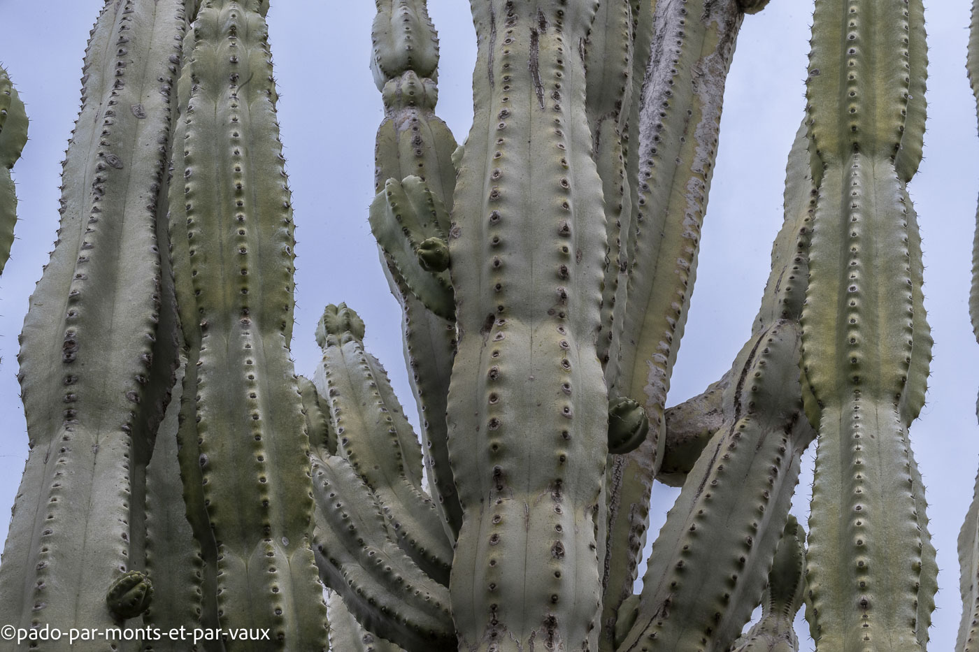 Funchal-jardin botanique Funchal-jardin botanique