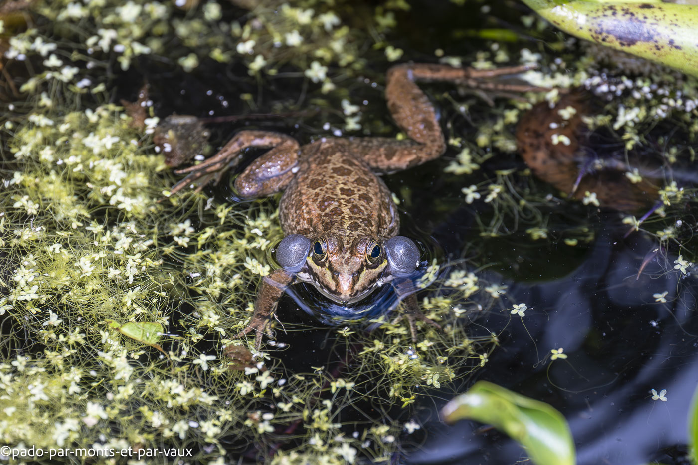 Funchal-jardin botanique Funchal-jardin botanique