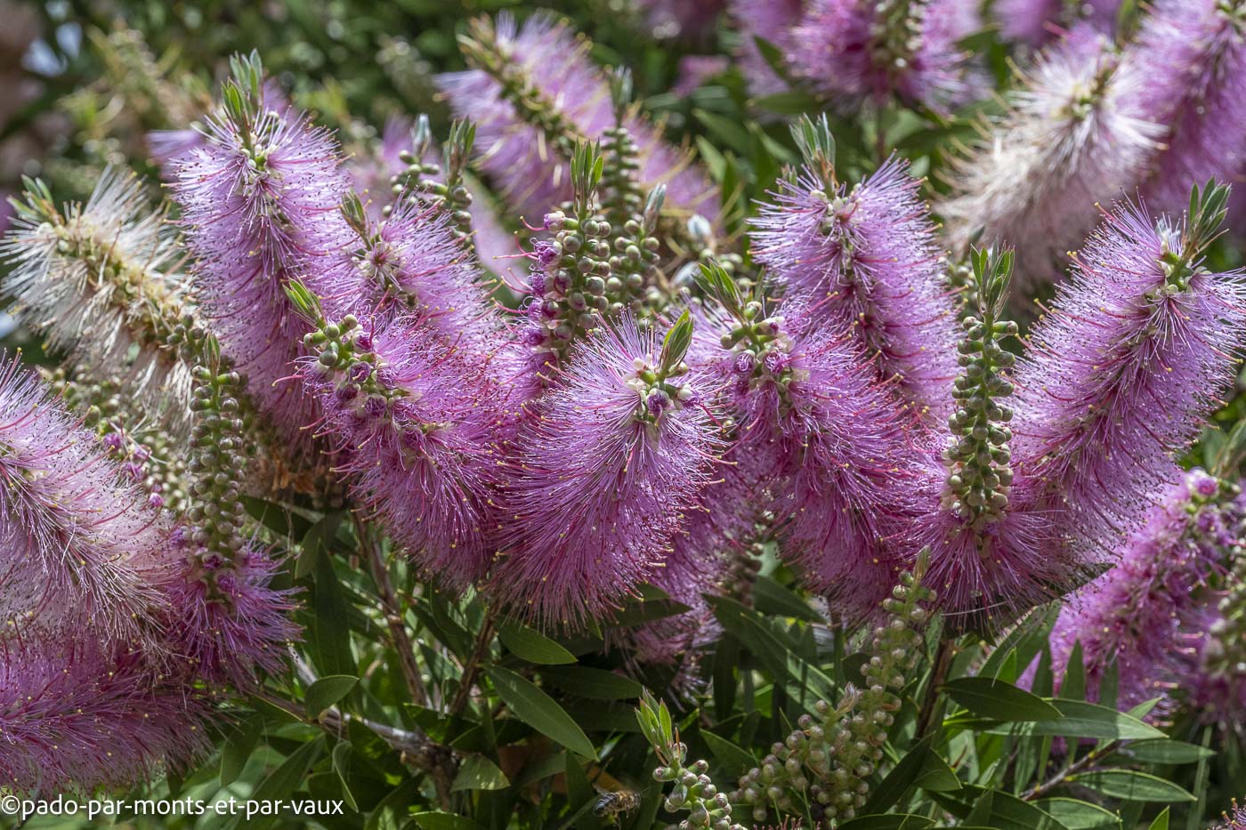 Funchal-jardin botanique-Callistremon Funchal-jardin botanique-Callistremon