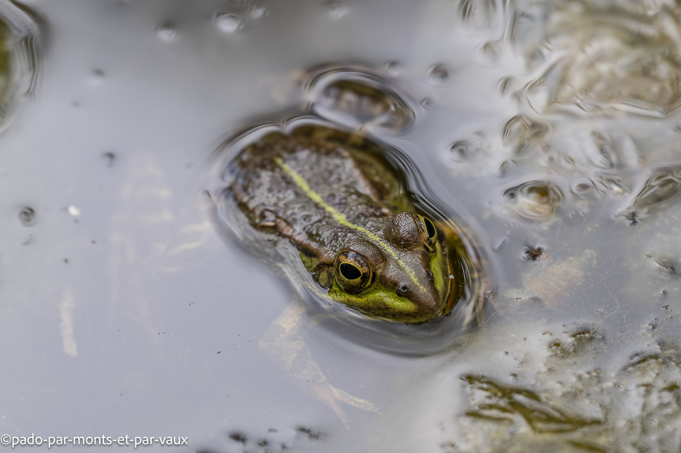 Funchal-jardin botanique-grenouille Funchal-jardin botanique