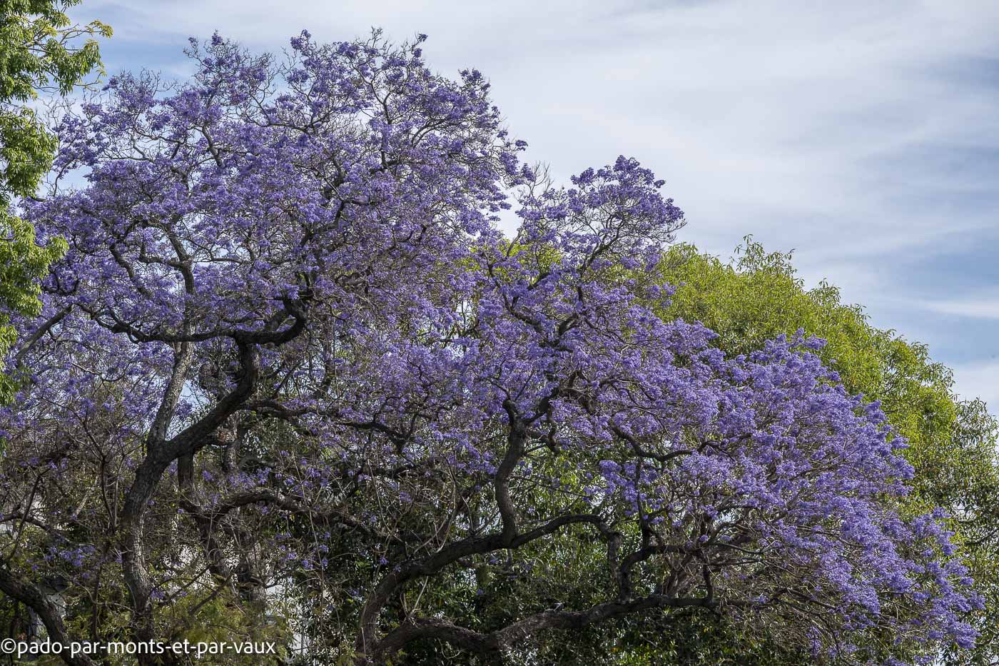 Funchal - Jacaranda Funchal - Jacaranda