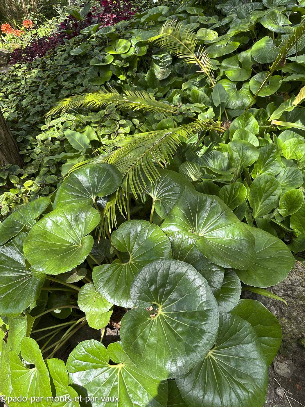 Funchal-Jardin de Monte Funchal-Jardins de Monte