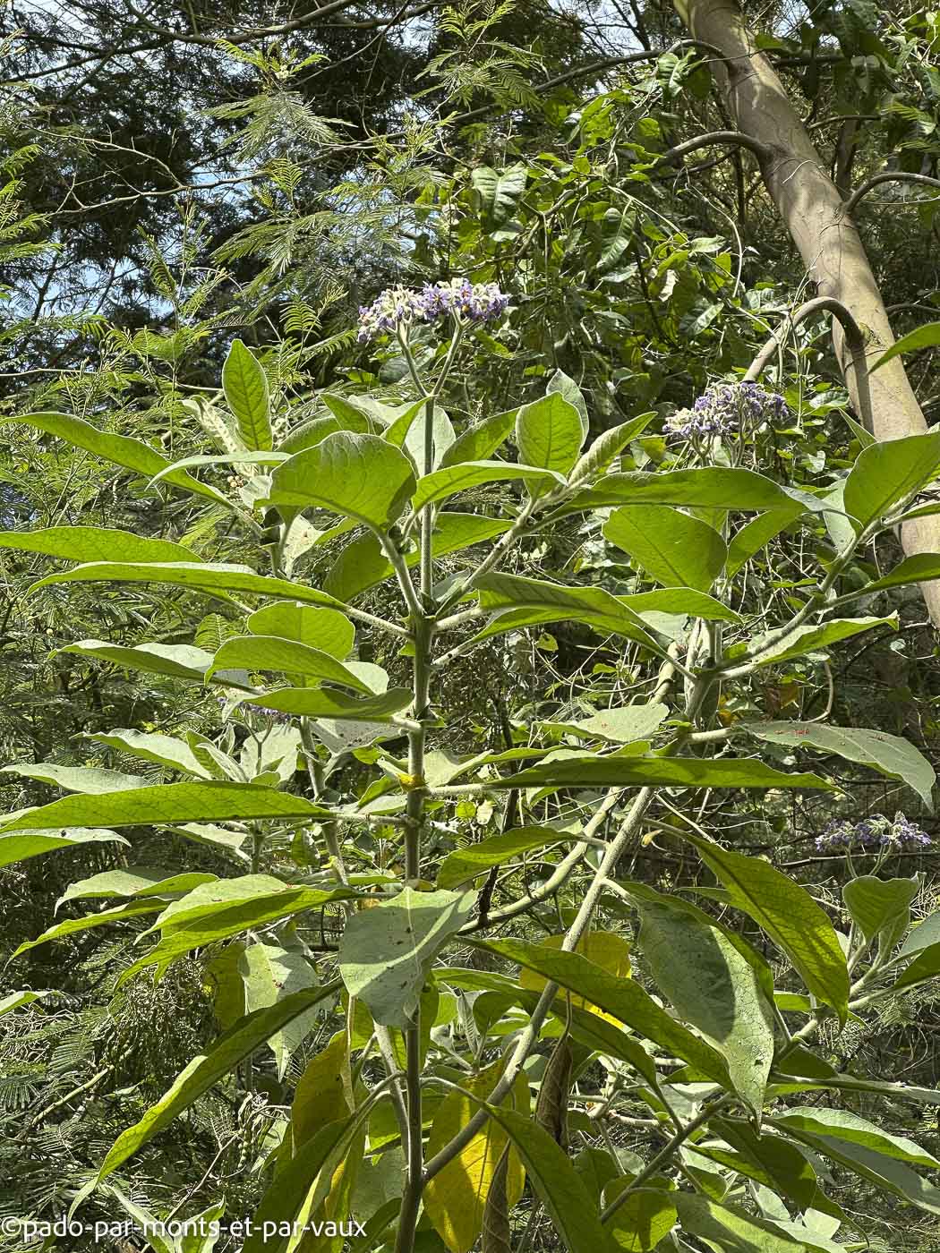 Funchal-rando-tabac marron Funchal-rando-tabac marron