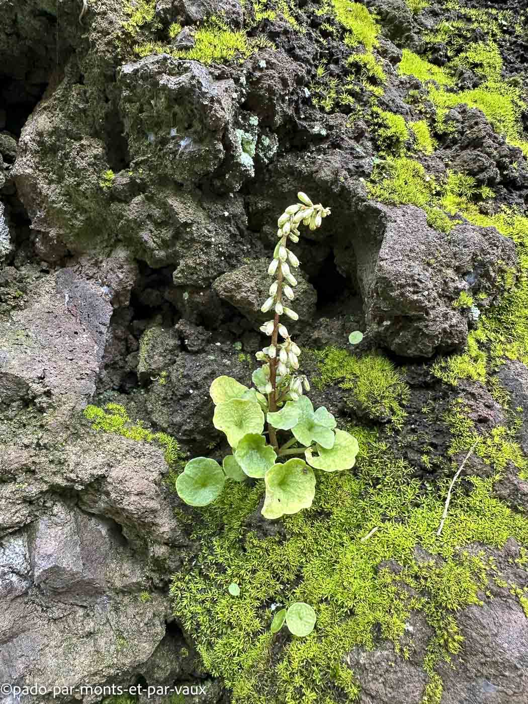 Funchal-nombril de Vénus Funchal-nombril de Vénus
