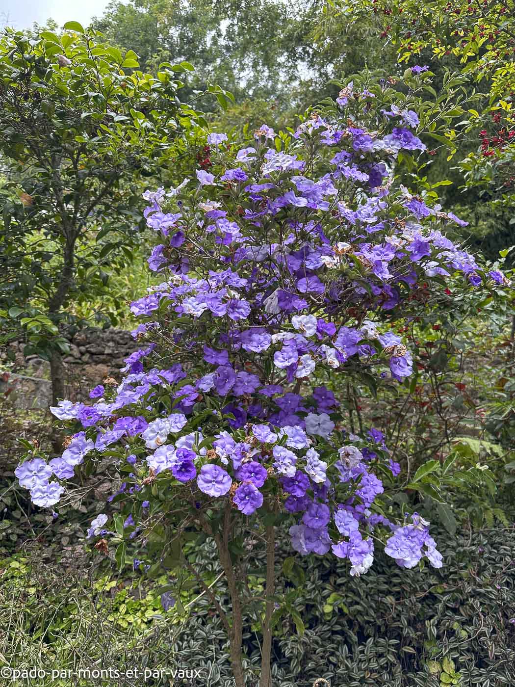 Funchal-jardin botanique-brunfelsia Funchal-jardin botanique-brunfelsia