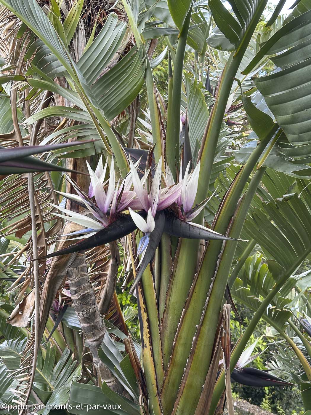 Funchal-jardin botanique strelitzia Funchal-jardin botanique strelitzia