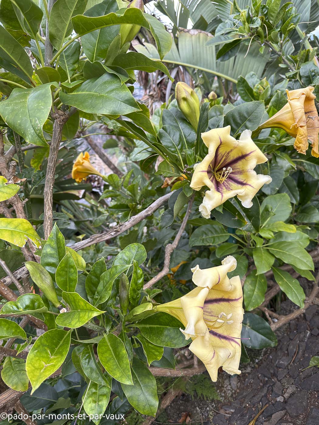 Funchal-solandra Funchal-solandra