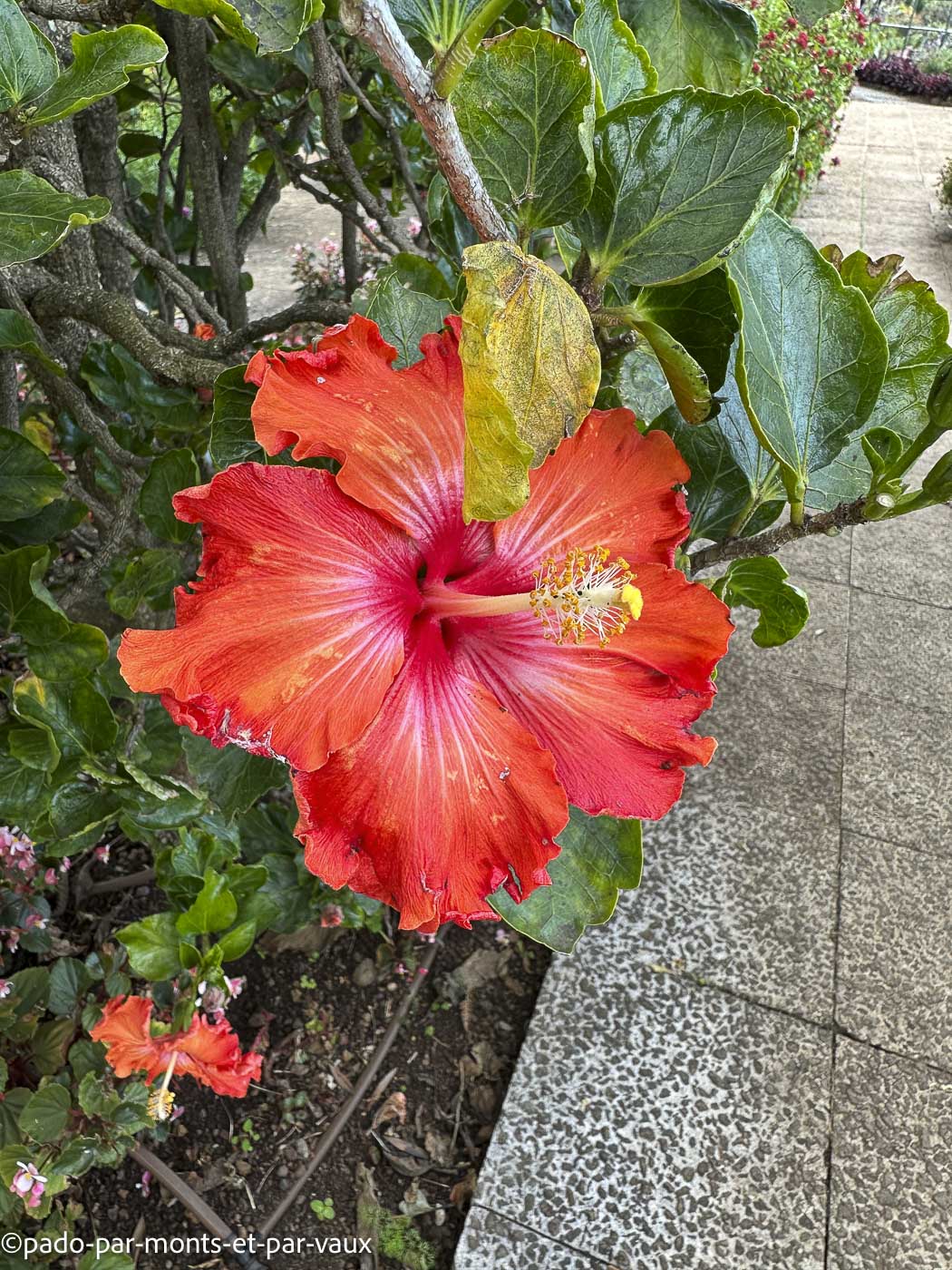 Funchal-jardin botanique - hibiscus Funchal-jardin botanique - hibiscus