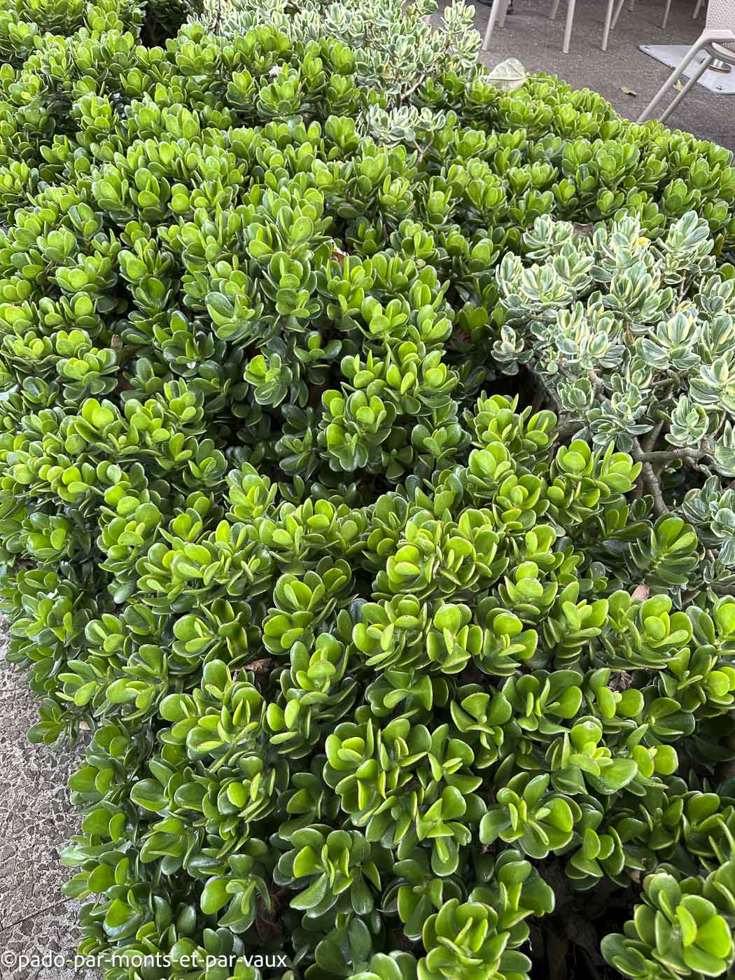 Funchal-jardin botanique- crassula Funchal-jardin botanique- crassula